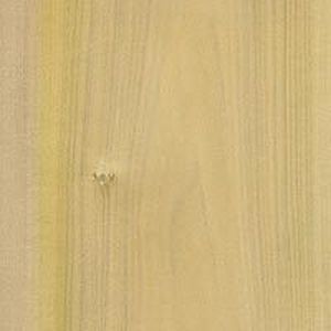 Poplar